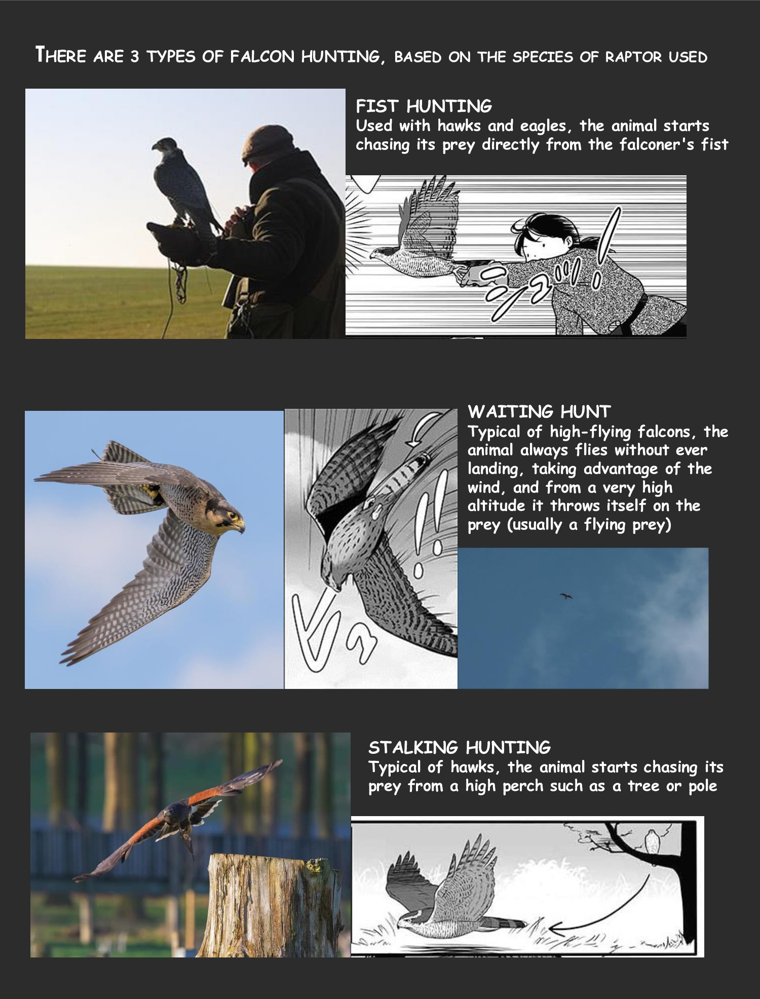 Hawk Master, It's Hunting Time! - Chapter 2: Duck Hunting