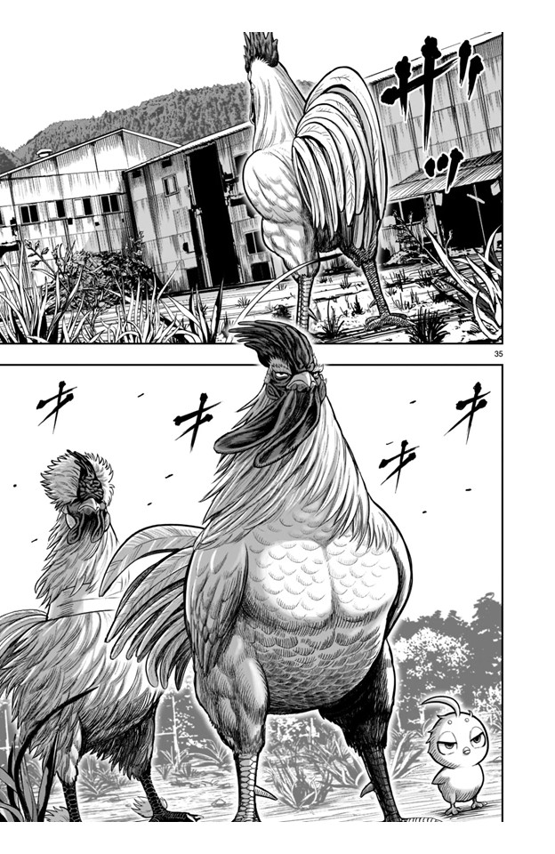 Rooster Fighter - Vol.5 Chapter 21: 21St Feather: Beating A Dead Horse