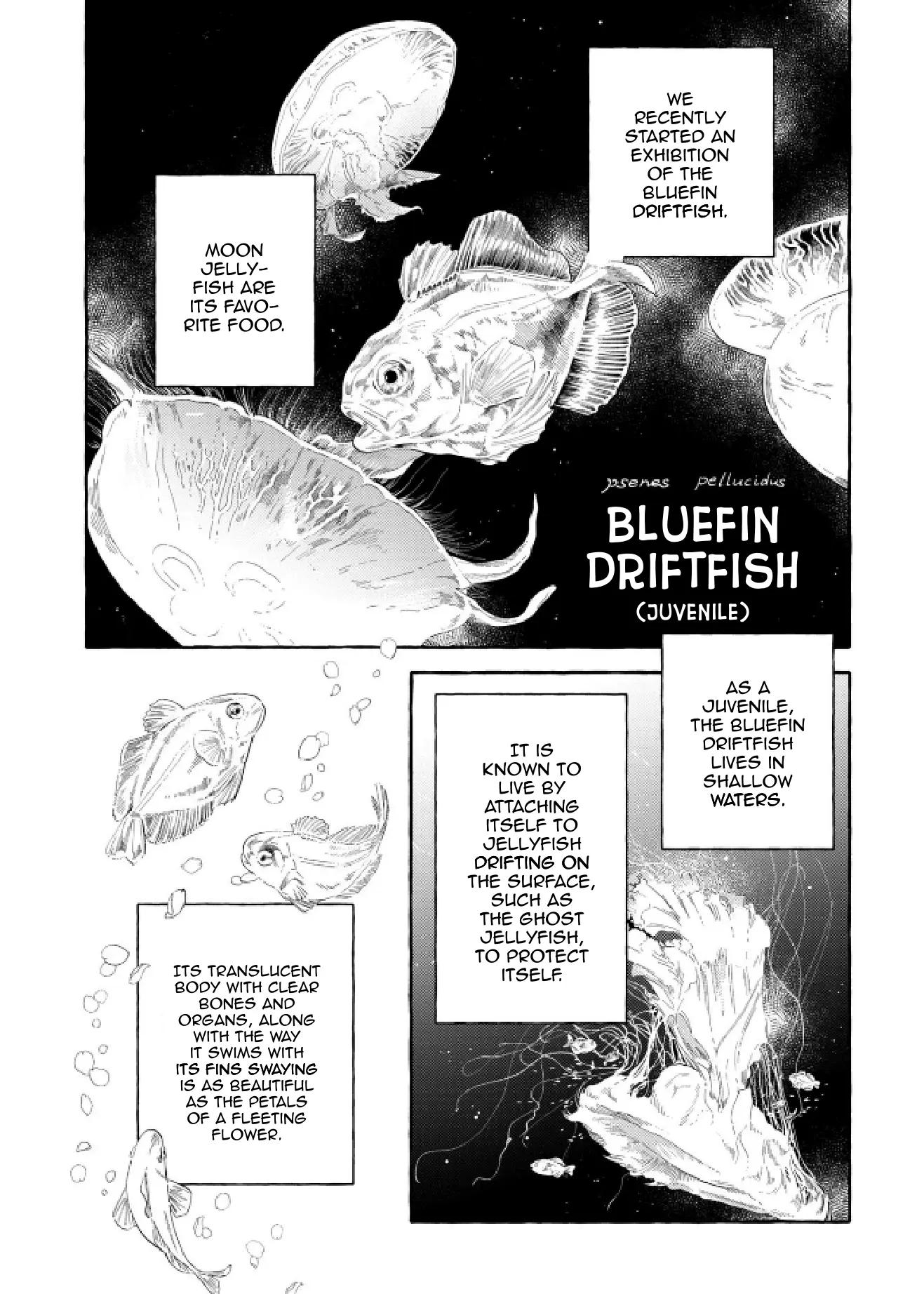 Deep Sea Aquarium Magmell - Vol.10 Chapter 48: Bluefin Driftfish, Part 1