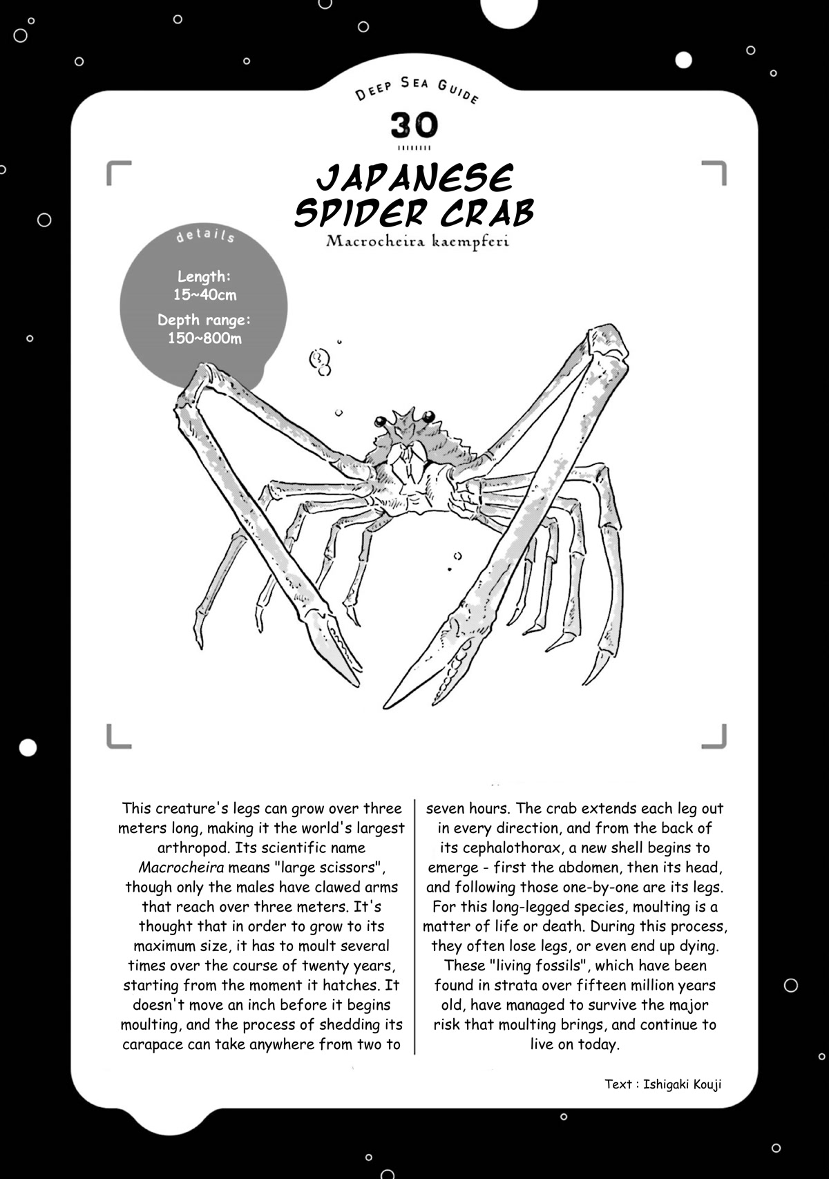 Deep Sea Aquarium Magmell - Chapter 37: Japanese Spider Crab