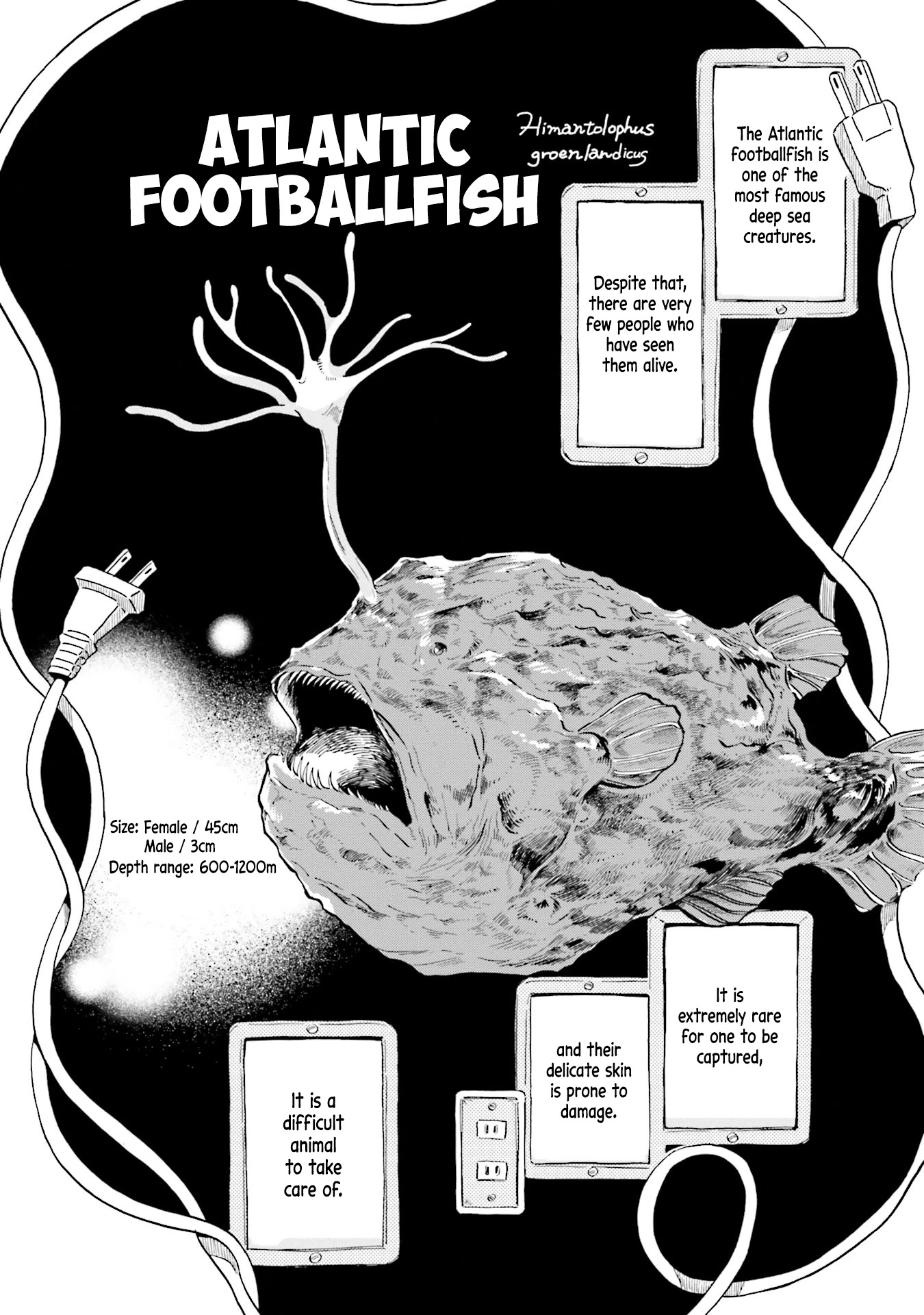 Deep Sea Aquarium Magmell - Chapter 5: Atlantic Footballfish