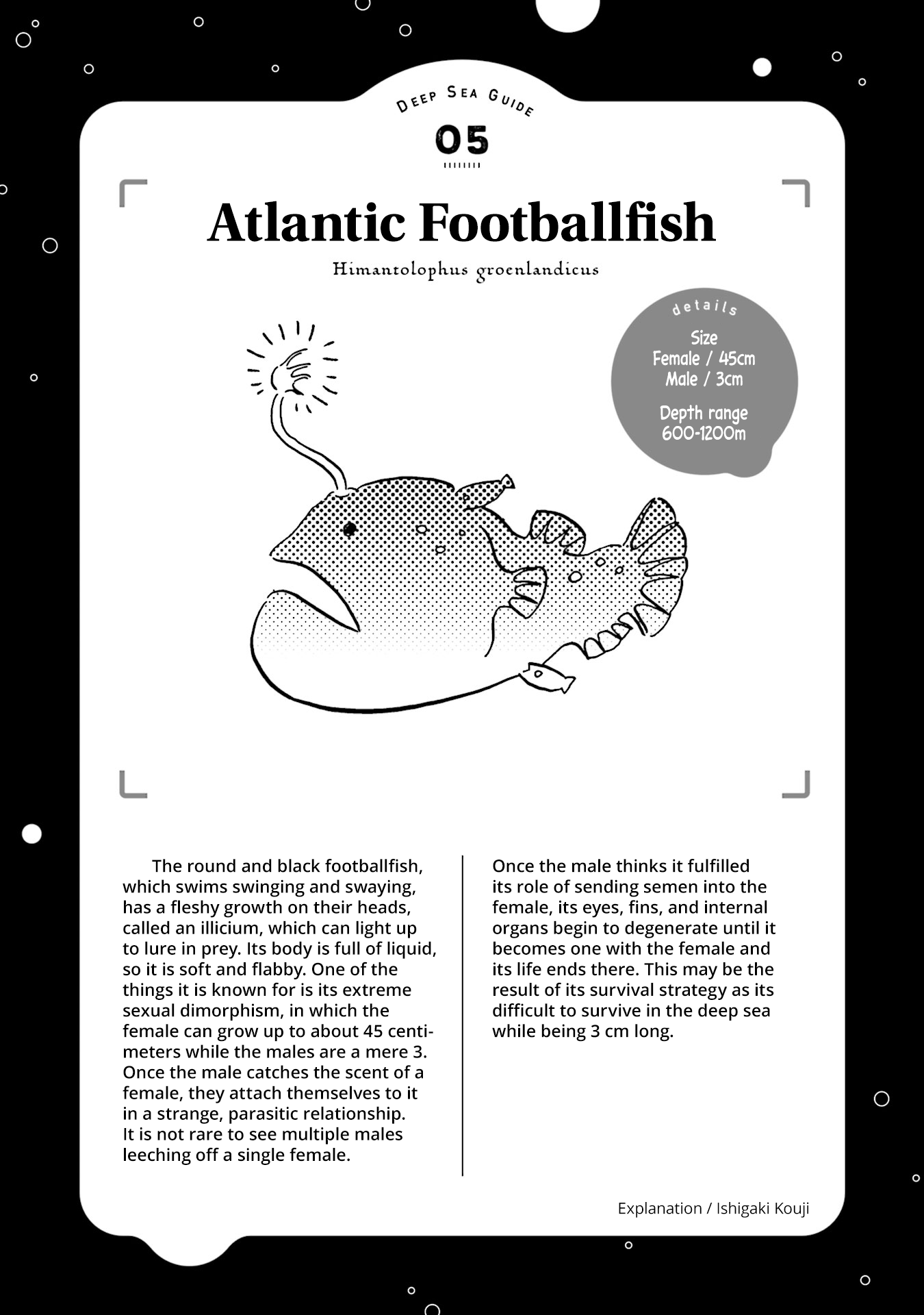 Deep Sea Aquarium Magmell - Chapter 5: Atlantic Footballfish