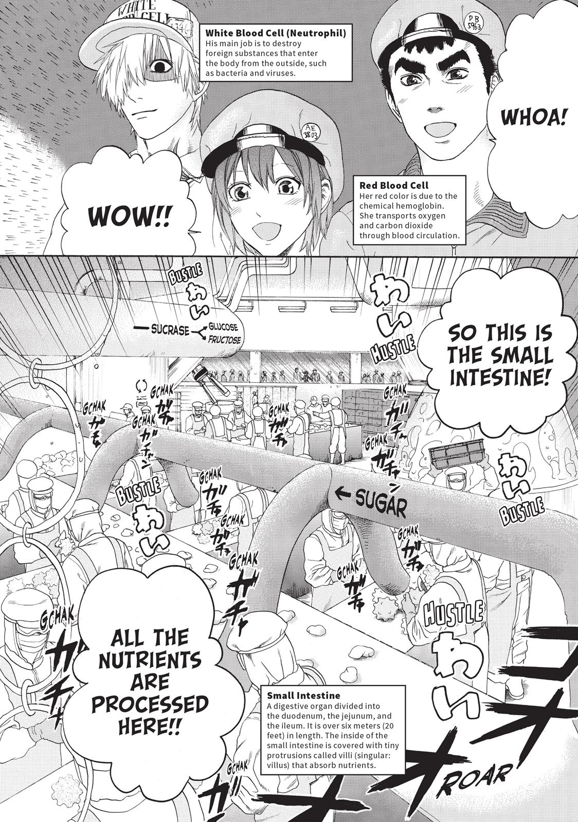 Hataraku Saibou - Chapter 19