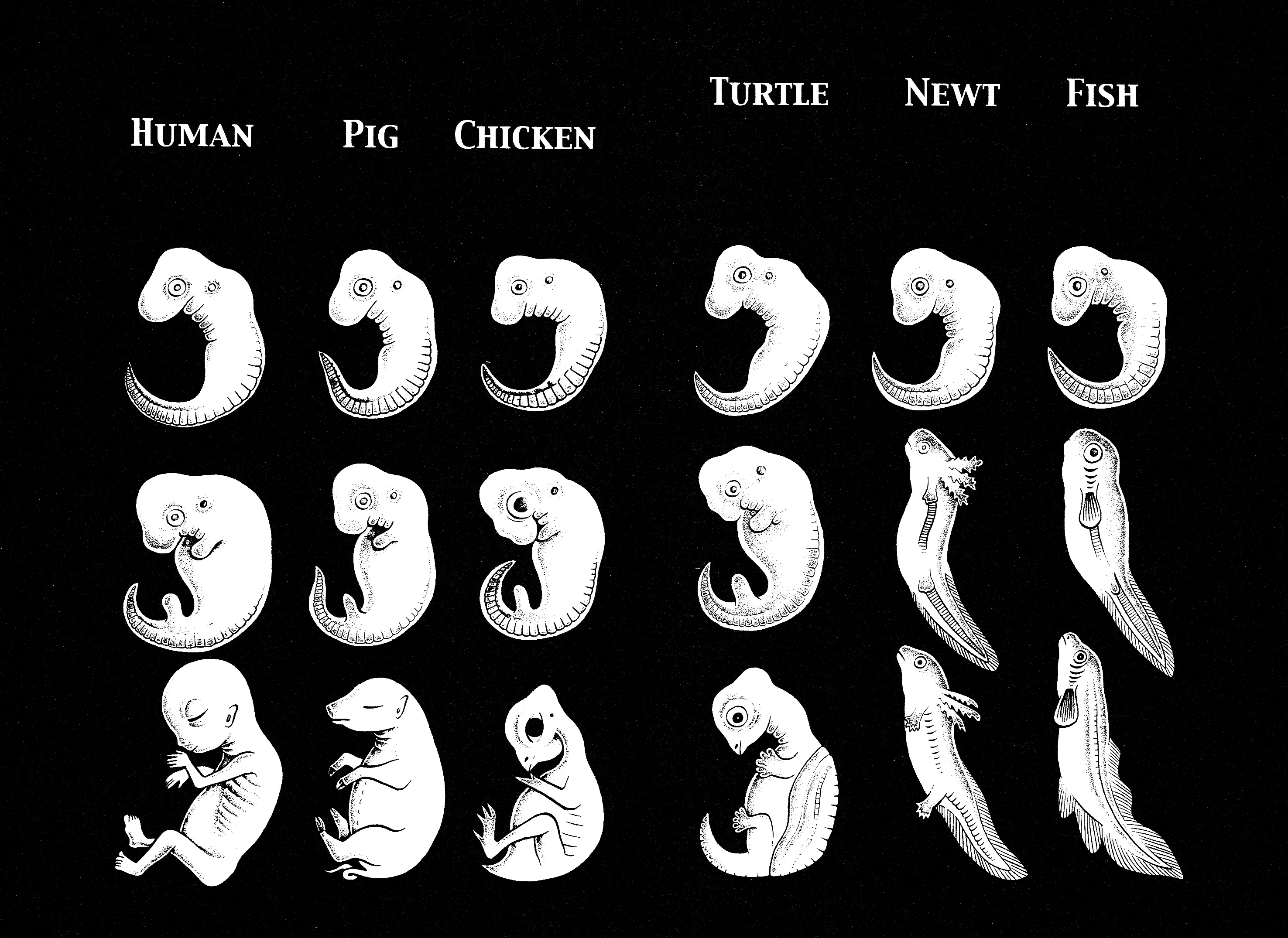 Unusual Fetus: My Baby - Vol.1 Chapter 1: Unusual Fetus: My Baby