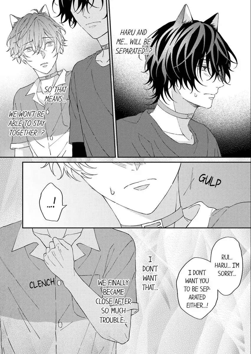 Haru To Rui No Nyanderful Love Life! - Chapter 12